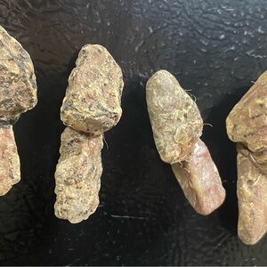 Morel mushroom rock magnets